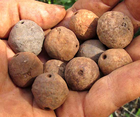 ACROCOMIA ACULEATA, fruits having passed through a cow