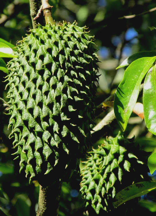 Soursop or Guanábana, ANNONA MURICATA, fruit