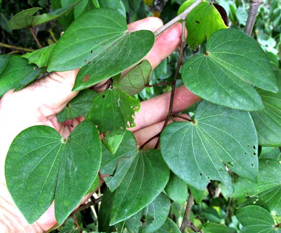 BAUHENIA HERRERAE, leaves