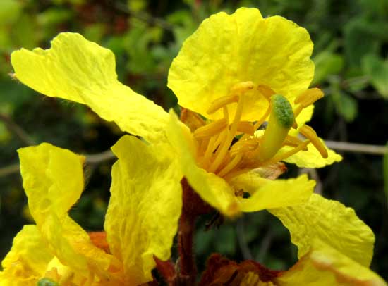 BAUHENIA HERRERAE, flower