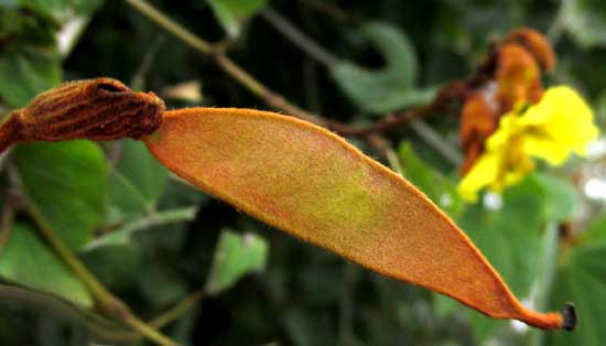 BAUHENIA HERRERAE, fruit