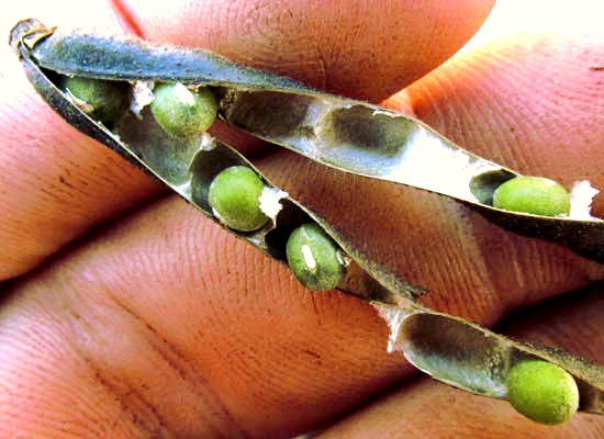 Mung Bean, PHASEOLUS AUREUS, pods open showing beans