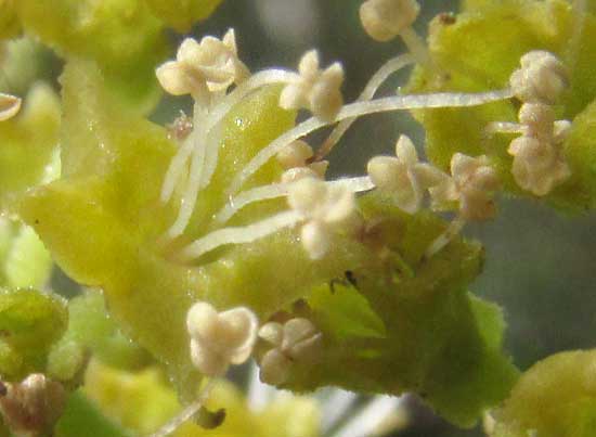 PISONIA ACULEATA, flower