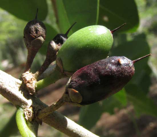 SIDEROXYLON cf. PERSIMILE, fruits