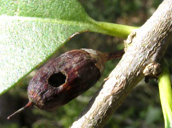 SIDEROXYLON cf. PERSIMILE, hole in fruit