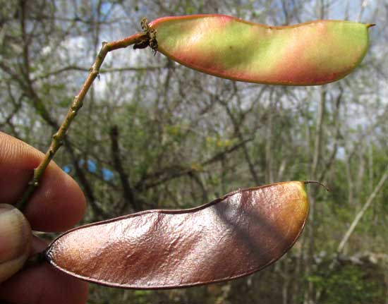 Yucatan Caesalpinia, CAESALPINIA YUCATANENSIS, legumes