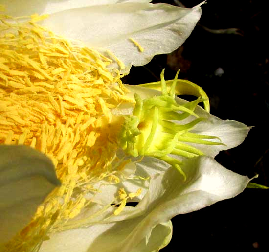 Night-blooming Cereus, HYLOCEREUS UNDATUS, stigma