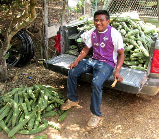 Chinese Okra, Chinese Okra, LUFFA ACUTANGULA, truckload