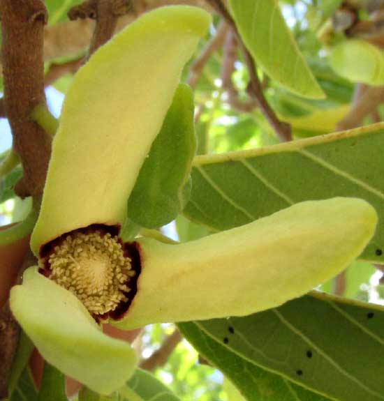 ANNONA SQUAMOSA, or Sweetsop or Sugar-Apple, flower