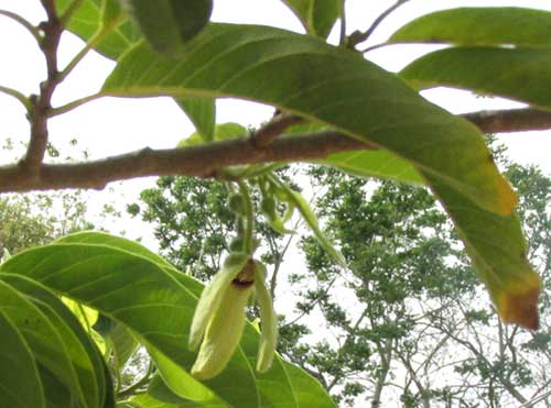 ANNONA SQUAMOSA, or Sweetsop or Sugar-Apple, flower an leaves