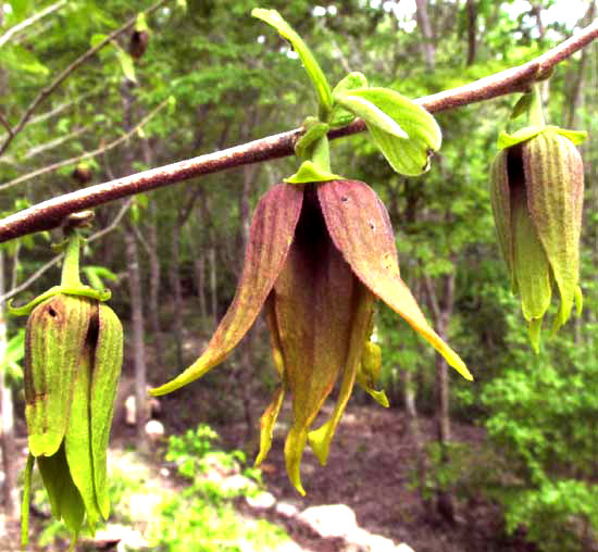 SAPRANTHUS CAMPECHIANUS, flowers