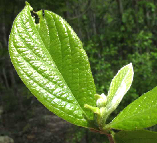 SAPRANTHUS CAMPECHIANUS, expanding leaves