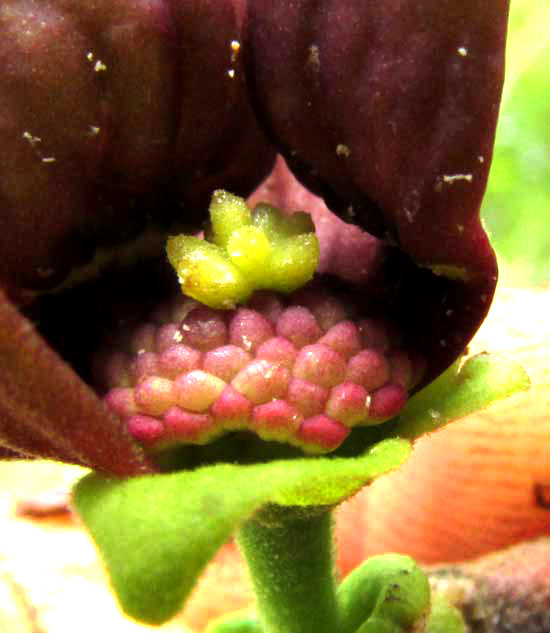 SAPRANTHUS CAMPECHIANUS, flower broken open to show sexual parts