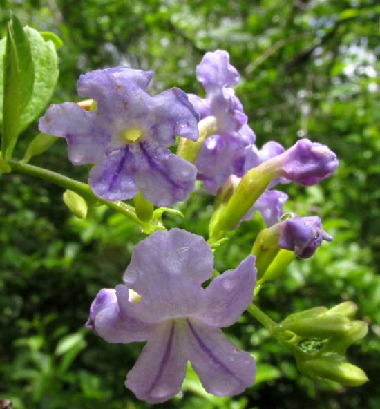 Golden Dewdrop, DURANTA ERECTA, fruits