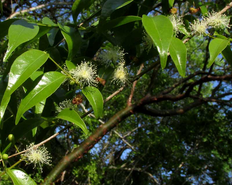 Psidium sartorianum, leaves and flowerss