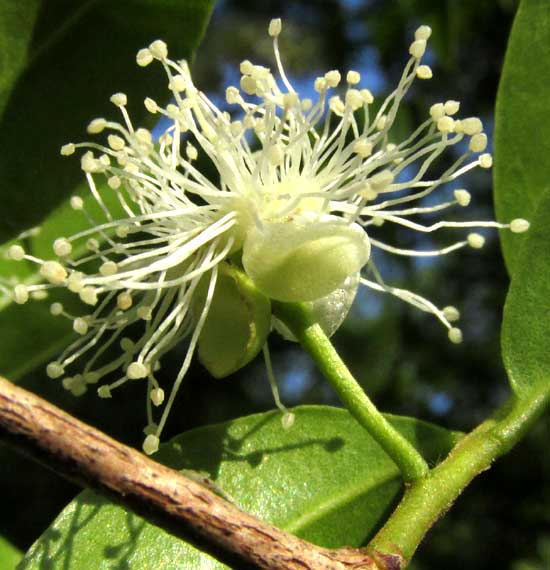 Psidium sartorianum, flower from side