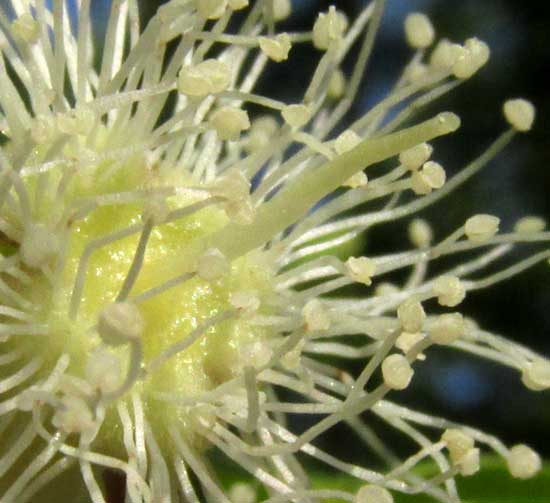 Psidium sartorianum, flower from from showing disk