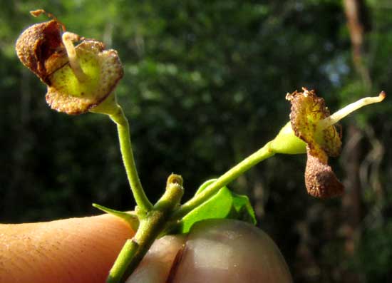 Psidium sartorianum, older flower