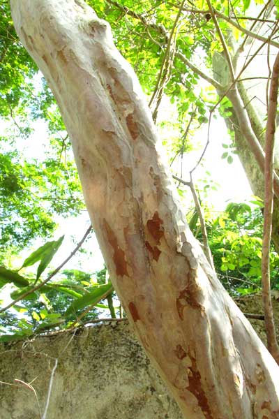 Psidium sartorianum, trunk