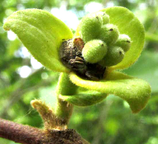 SAPRANTHUS CAMPECHIANUS, flower with carpels enlarging