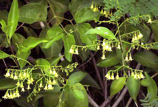 Snowberry, CHIOCOCCA ALBA, flowers