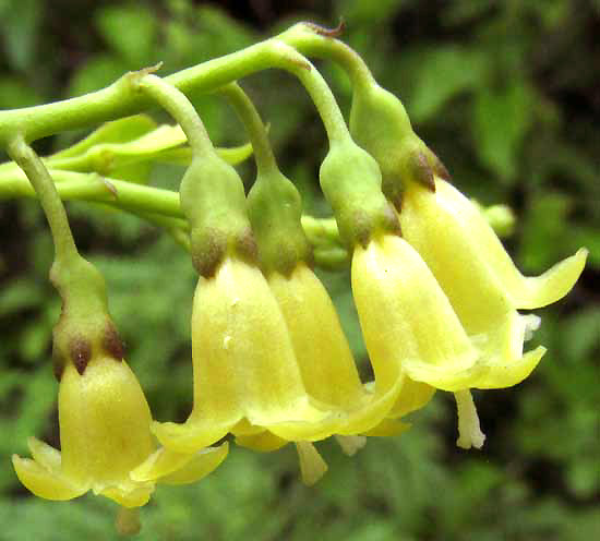 Snowberry, CHIOCOCCA ALBA, flowers close up