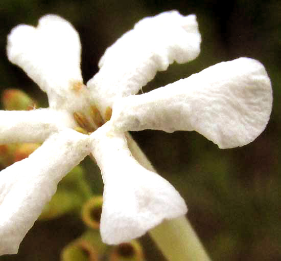 Guettarda cf. coombsii, flower from front