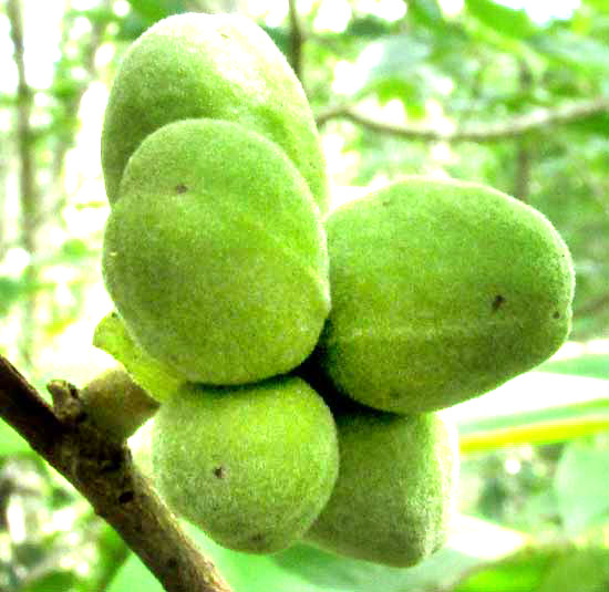 SAPRANTHUS CAMPECHIANUS, immature fruits (aggregate type)