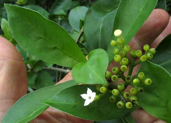 MARGARITOPSIS MICRODON,leaves and flowers