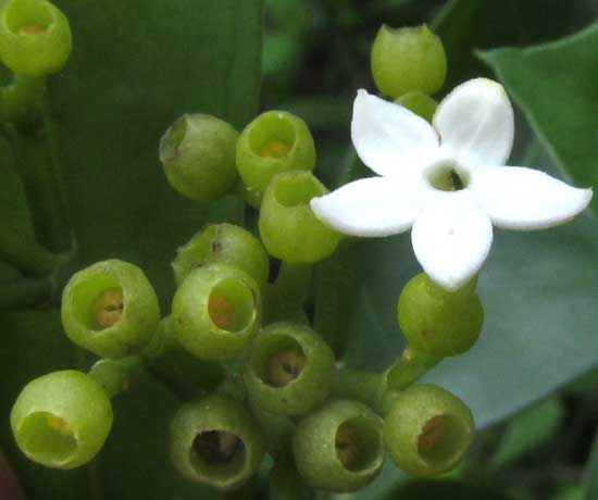 MARGARITOPSIS MICRODON, flowers and calyxes