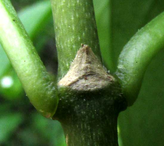 MARGARITOPSIS MICRODON,stipule