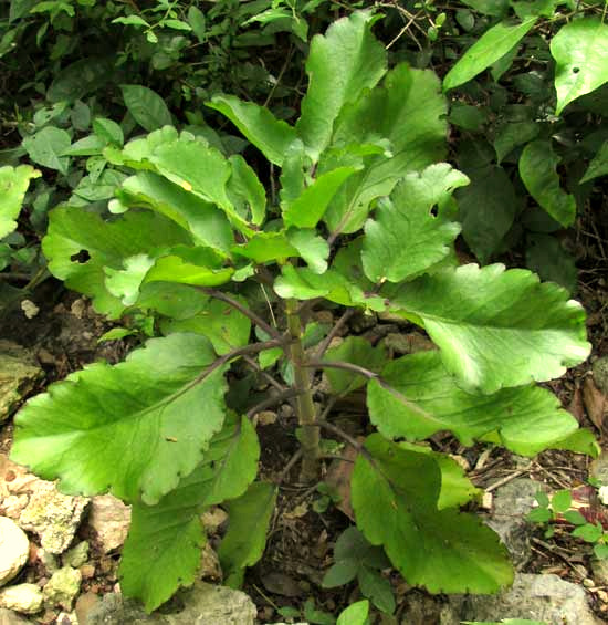 BRYOPHYLLUM PINNATUM, young plant