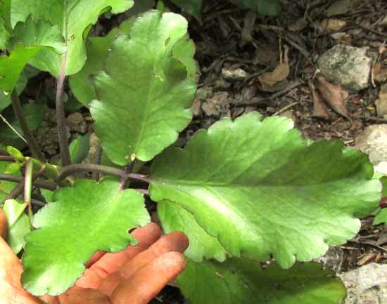 BRYOPHYLLUM PINNATUM, trifoliate leaf