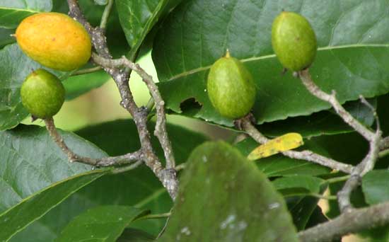 CASEARIA CORYMBOSA, fruits