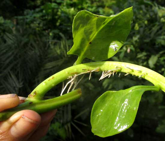 Climbing Spinach, BASELLA ALBA, rooted stem section