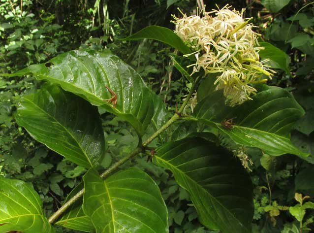 EXOSTEMA MEXICANUM, leaves and flowers