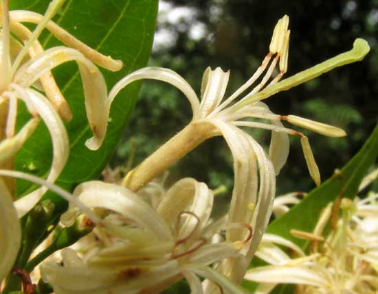 EXOSTEMA MEXICANUM, flower