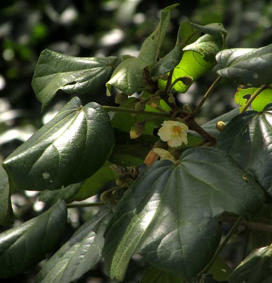 HAMPEA TRILOBATA, leaves and flower