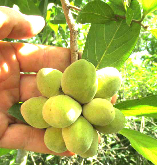 SAPRANTHUS CAMPECHIANUS, nearly ripe fruits