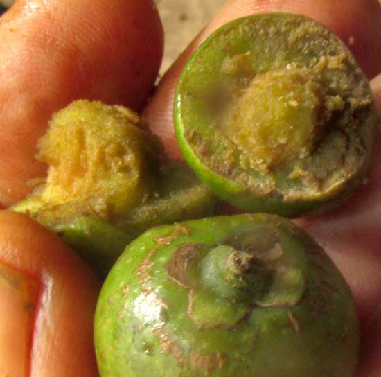 Fiddlewood, VITEX GAUMERI, fruit open to show seed