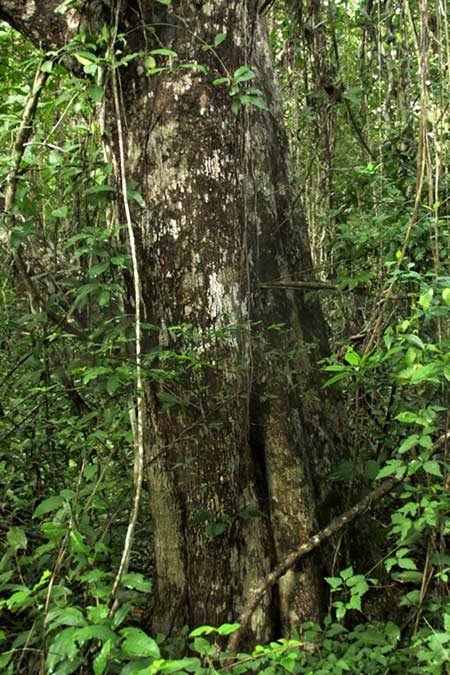 Fiddlewood, VITEX GAUMERI, trunk