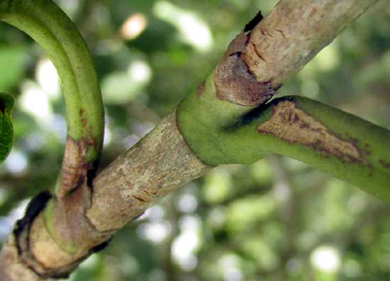 COCCOLOBA SPICATA, stipules