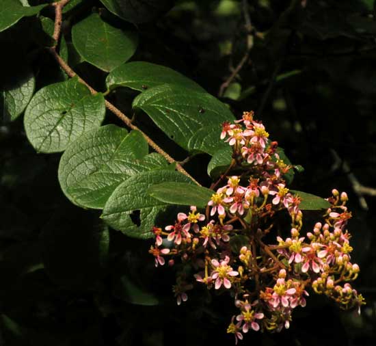 HETEROPTERYS BRACHIATA, leaves & flowers