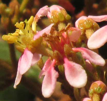 HETEROPTERYS BRACHIATA, flowers close up