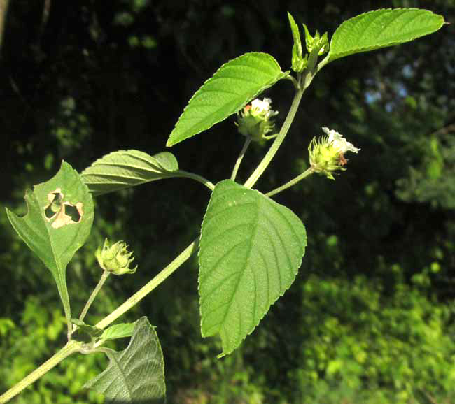 LANTANA HIRTA, flowering branch with leaves