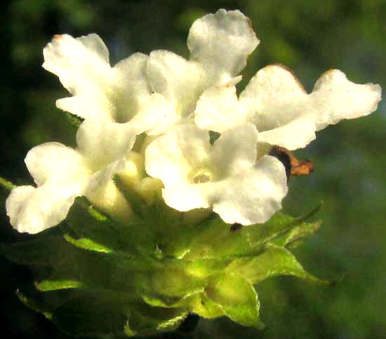 LANTANA HIRTA, flowers from front