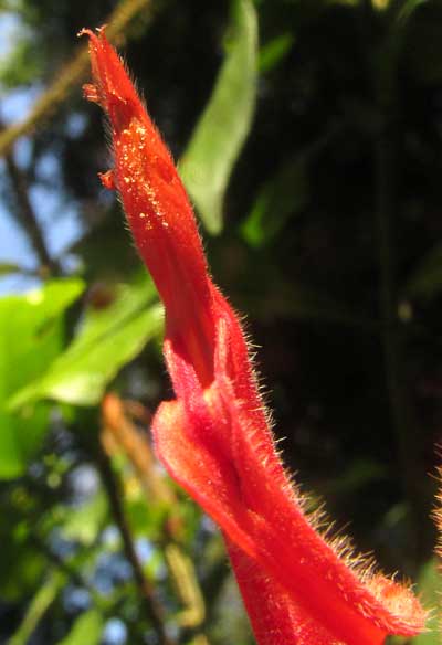 Aphelandra scabra, corolla mouth