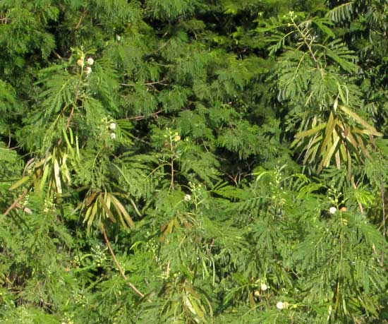 LEUCAENA LEUCOCEPHALA top branches loaded with flowers and legumes