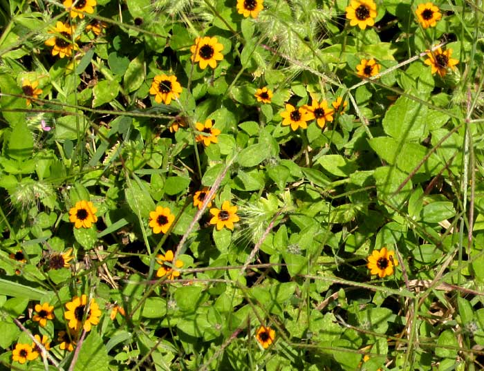 Mexican Creeping Zinnia, SANVITALIA PROCUMBENS