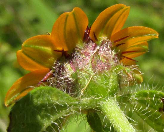 Mexican Creeping Zinnia, SANVITALIA PROCUMBENS, involucre bracts